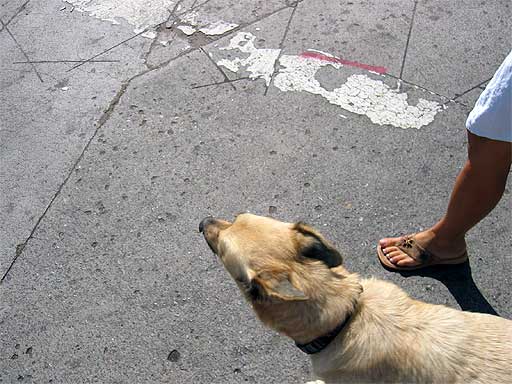 Healthy Old Dog on Sidewalk